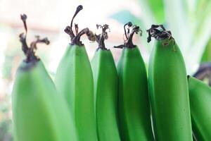 proche en haut vert banane dans le des arbres avec vert Couleur photo