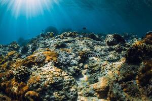 sous-marin scène avec coraux et mer serpent. tropical bleu mer photo
