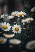 ai généré une bouquet de Marguerite fleurs photo