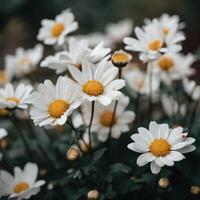 ai généré une bouquet de Marguerite fleurs photo