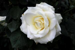 blanc rose, magnifique blanc Rose photo