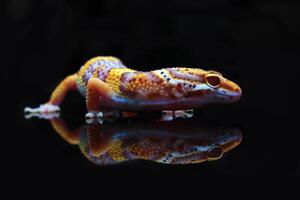 une visage mignon léopard gecko photo