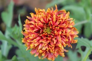 magnifique épanouissement Marguerite fleur, agréable pétale Couleur photo