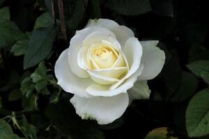 blanc rose, magnifique blanc Rose photo