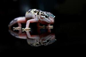 une visage mignon léopard gecko photo