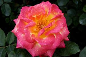 rose Rose dans le jardin, magnifique Rose fleur photo