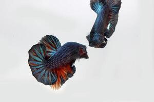 beauté et audacieux betta poisson, betta splendide, Siamois combat poisson photo