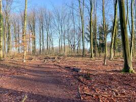 sans feuilles forêt dans printemps photo