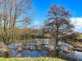 inondé zone avec aulne des arbres photo