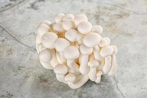 Japonais Shimeji champignon pour cuisine photo