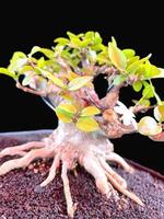 bonsaï arbre dans une décoratif pot photo