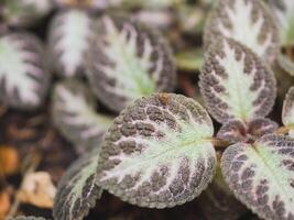 une fermer coup avec une figue, fruit, et arbre entouré par éléments de la nature tel comme fleurs, végétaux, feuilles, et gel, mettant en valeur vibrant teintes de violet photo