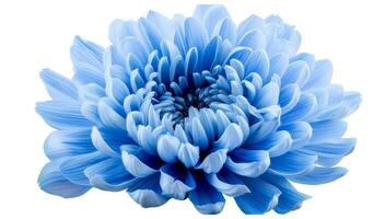 bleu fleur avec coupure chemin. proche en haut photo
