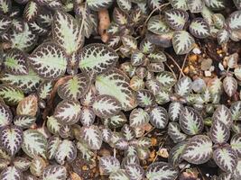 une fermer coup avec une figue, fruit, et arbre entouré par éléments de la nature tel comme fleurs, végétaux, feuilles, et gel, mettant en valeur vibrant teintes de violet photo