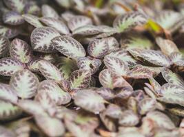 une fermer coup avec une figue, fruit, et arbre entouré par éléments de la nature tel comme fleurs, végétaux, feuilles, et gel, mettant en valeur vibrant teintes de violet photo