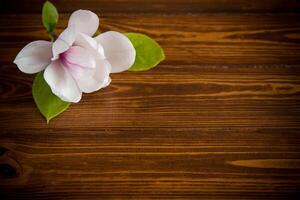 un rose fleur sur une branche de épanouissement magnolia sur une en bois table photo