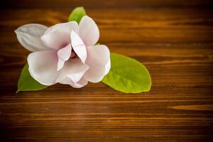 un rose fleur sur une branche de épanouissement magnolia sur une en bois table photo