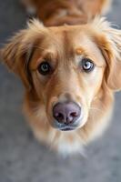 ai généré magnifique chien fermer captivant regard dans le caméra lentille photo