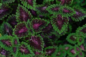 plectranthus scutellarioides ou coleus et ou peint ortie. au dessus veiw de la nature coloré feuilles pour Contexte. photo