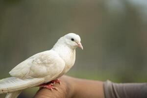 une très magnifique blanc Couleur Colombe, Pigeon photo