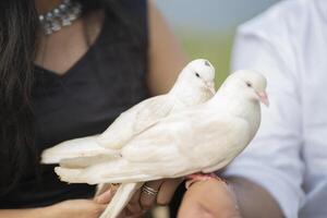 le la mariée et jeune marié tenir deux blanc colombes dans leur mains photo