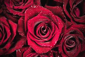 rouge des roses pour valentines journée photo