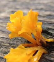 une Jaune champignon photo