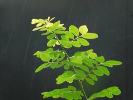 portrait de feuilles dans le pluie photo