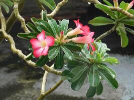 portrait de fleurs dans le pluie photo