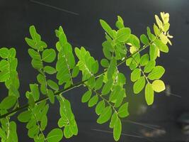 portrait de feuilles dans le pluie photo
