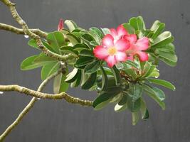 portrait de fleurs dans le pluie photo