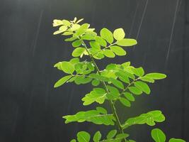 portrait de feuilles dans le pluie photo