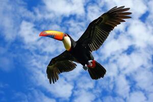 ai généré bas vue de une en volant coloré toucan photo