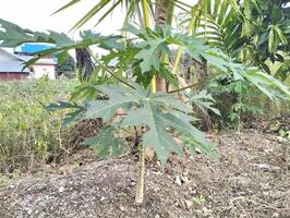 petit Papaye arbre croissance dans le champ. le feuilles de petit Papaye des arbres cette grandir dans le Cour sont souvent utilisé pour Frais des légumes et traditionnel médicament photo