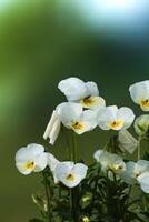 pensées à printemps sur flou arrière-plan, mignonne peu fleur, alto photo