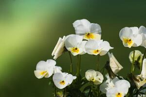 pensées à printemps sur flou arrière-plan, mignonne peu fleur, alto photo