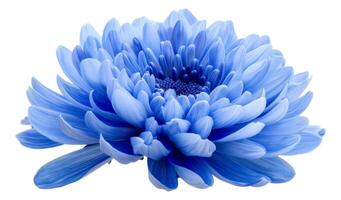 ai généré bleu chrysanthème photo