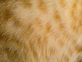 proche en haut Orange chat fourrure Contexte photo