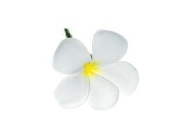 gros plan de fleur de frangipanier photo