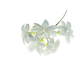 proche en haut de jasmin fleur. photo