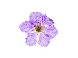 lagerstroemia speciosa fleur photo