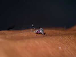 les moustiques sont succion du sang sur le peau. photo