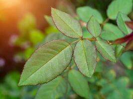 proche en haut vert feuille de Rose arbre. photo