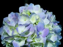 proche en haut hortensia fleur. photo