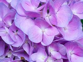 proche en haut hortensia fleur. photo