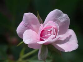 belle rose rose dans un jardin photo