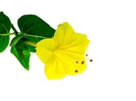 Jaune fleur de mirabilis jalapa plante photo