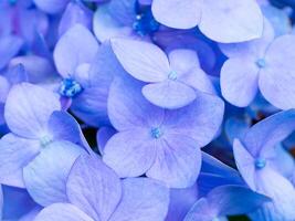 proche en haut hortensia fleur. photo