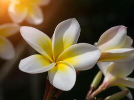 gros plan de fleur de frangipanier photo