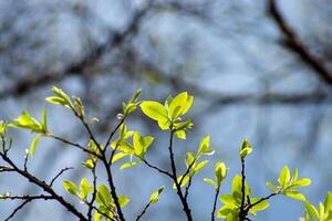 Nouveau feuilles sur branche photo